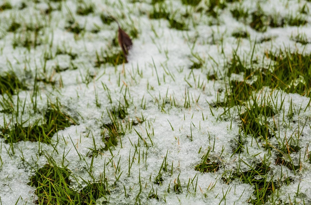 雪景 雪地 草地上的雪 自然 风光 自然 小草 草坪