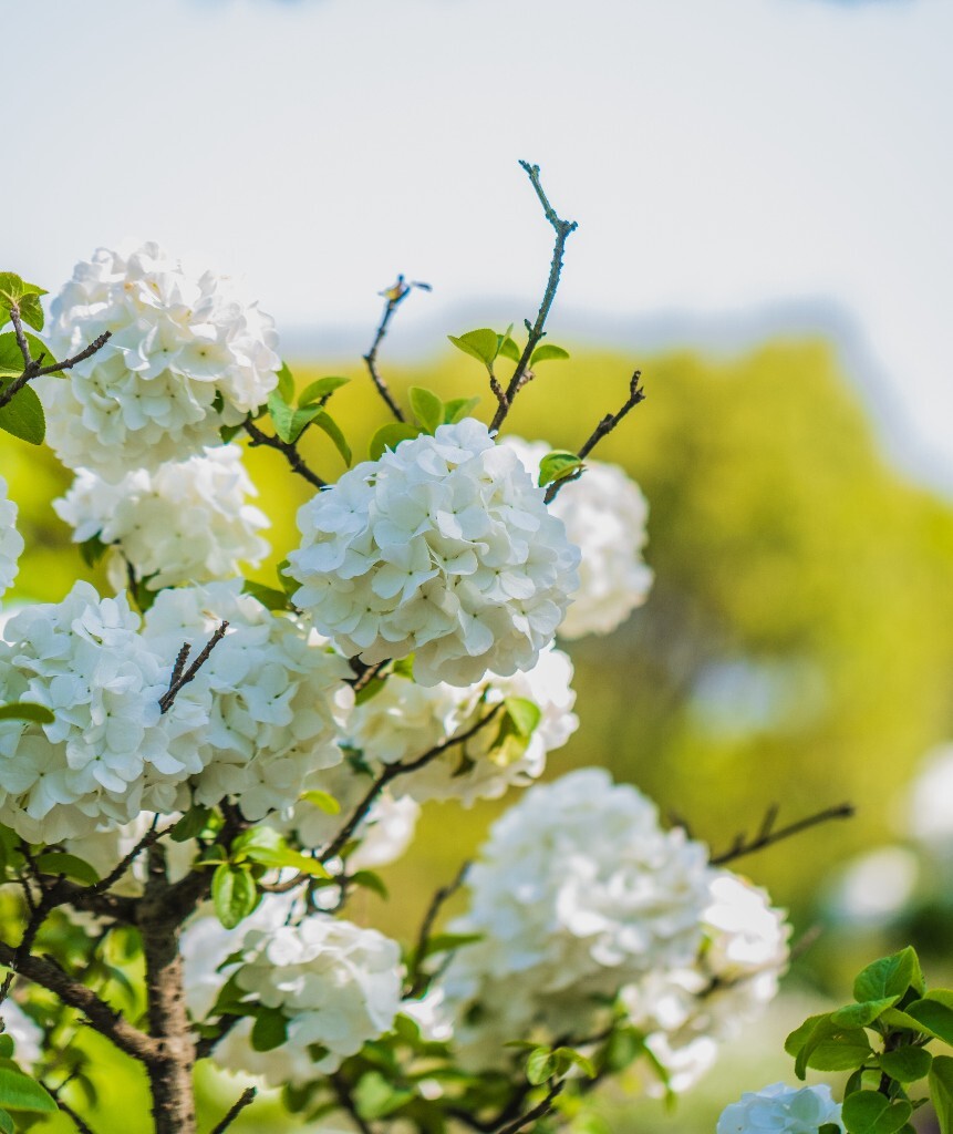 八仙花 粉团花 草绣球 紫绣球 紫阳花 绣球 木绣球 植物 摄影 风光 花朵 花儿 绣球花