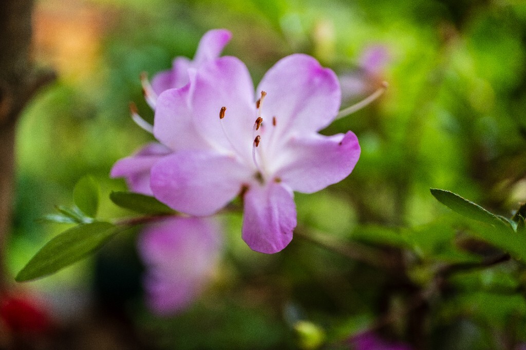 杜鹃花 山踯躅 山石榴 映山红 照山红 唐杜鹃 春鸟花 杜鹃 植物 微距 摄影 风光 自然