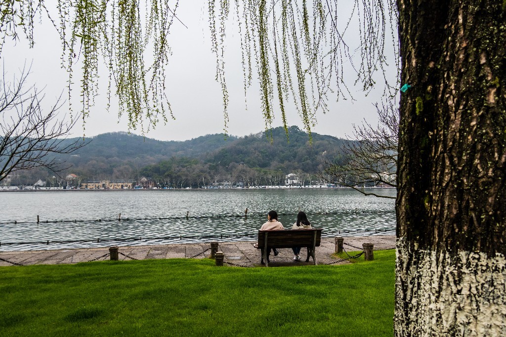 柳树 西湖柳树 风光 摄影 自然 西湖风光 植物 旅行