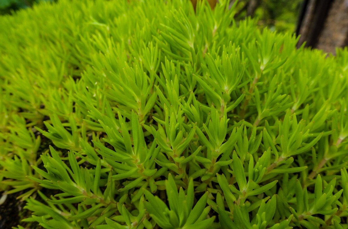 佛指甲 铁指甲 狗牙菜 金莿插  佛甲草 摄影 图片 关系 植物 
