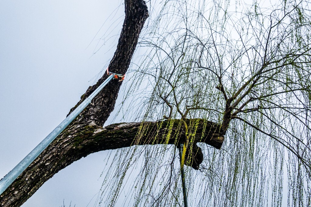 柳树 风光 摄影 自然 旅行 植物 西湖风光 西湖柳树 柳绿 春天 春色