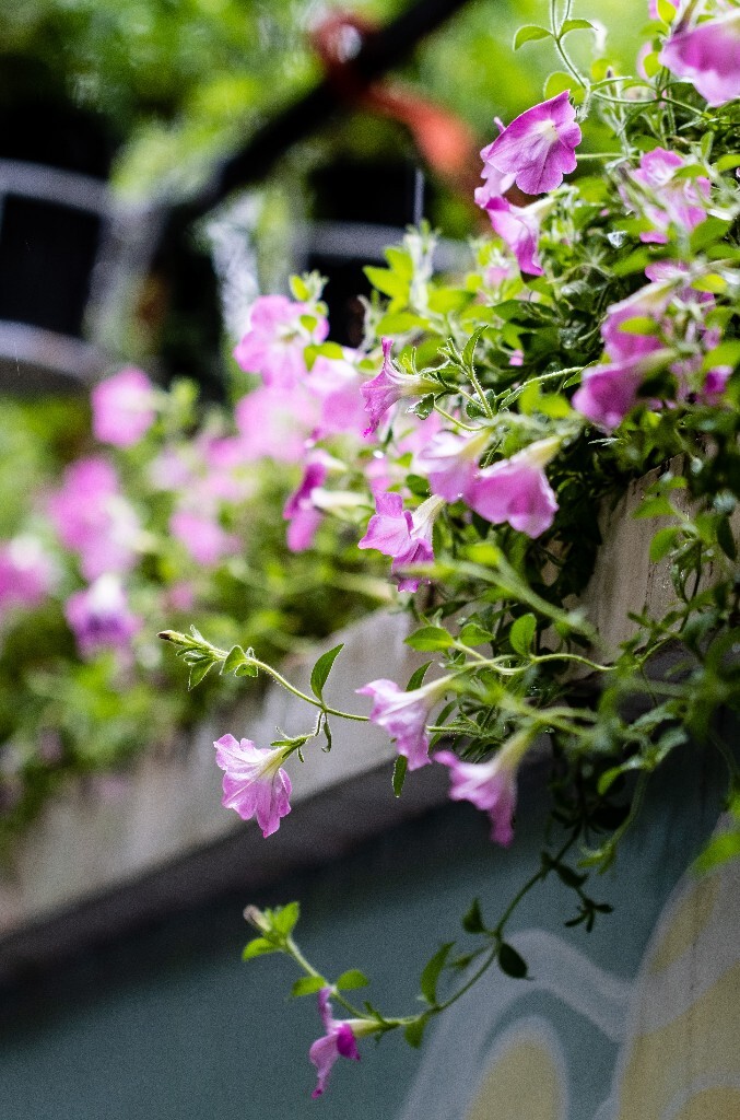 碧冬茄 矮牵牛 灵芝牡丹 撞羽牵牛 植物 花朵 花儿 自然 摄影 风光