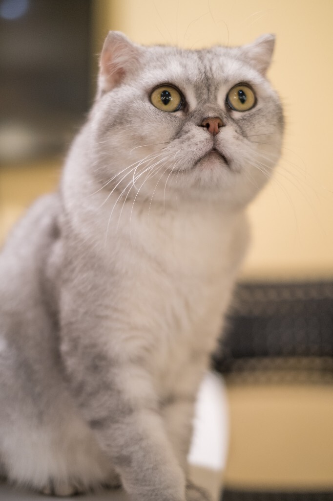 猫 宠物 动物 图片 摄影 喵星人 猫猫