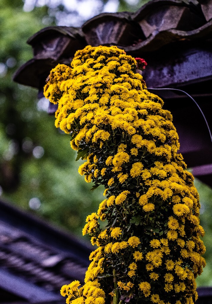 菊花 寿客 金英 黄华 秋菊 陶菊 日精 女华 延年 隐逸花 家菊 花儿 盛开的菊花