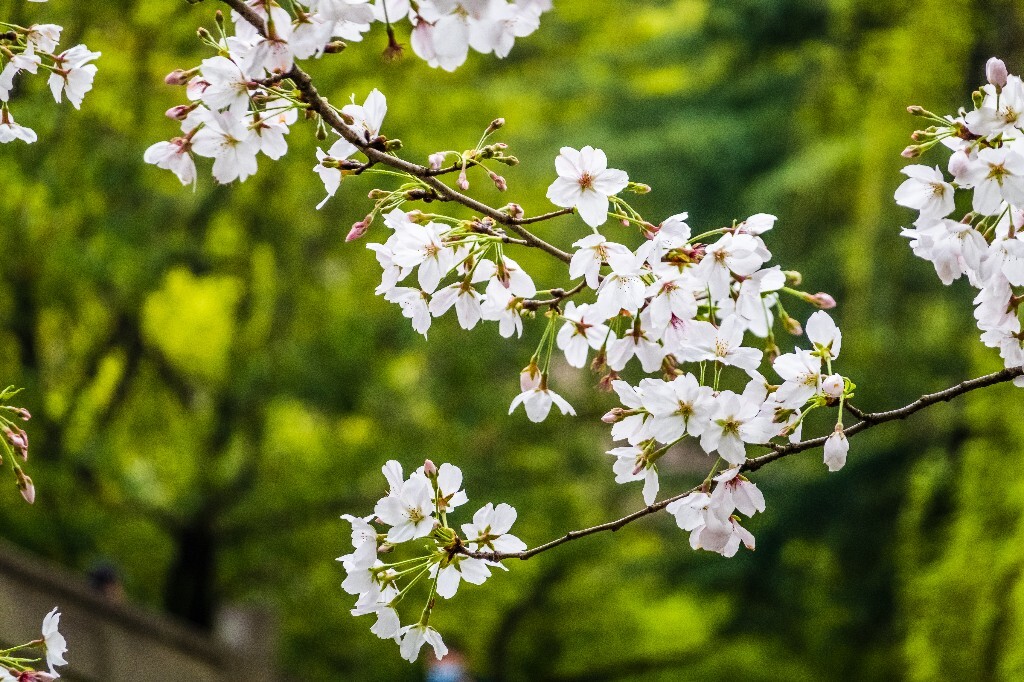 樱花 花朵 植物 风光 自然 自然风光 花开 盛开的樱花 旅行 摄影