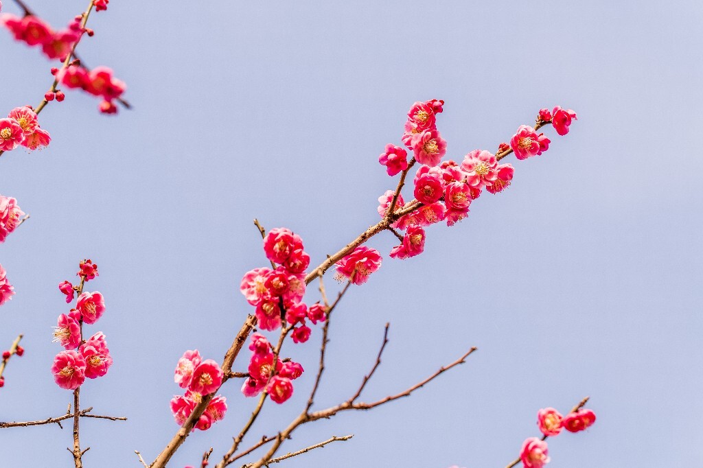 梅花 红色的梅花 梅 图片 摄影 风光 花卉 花朵 旅游 花