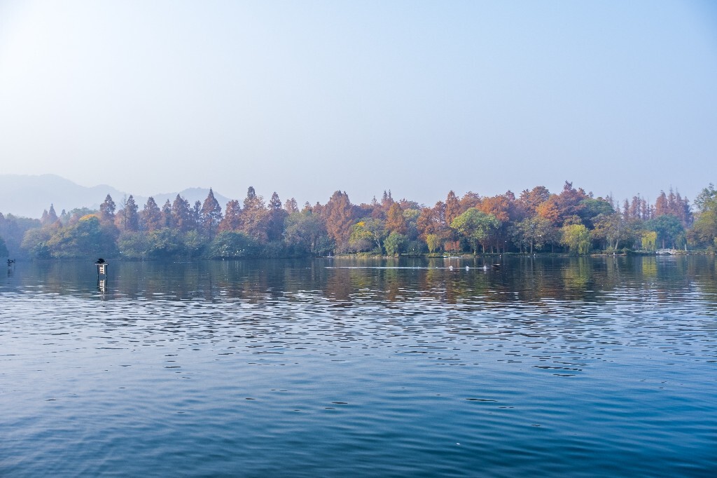西湖水鸟 西湖风光 风光 西湖 风景 自然 湖水 图片 摄影