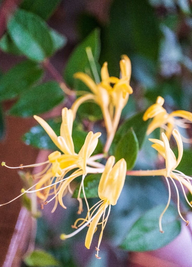 植物 花朵 花草 摄影 风光 微距  金银花