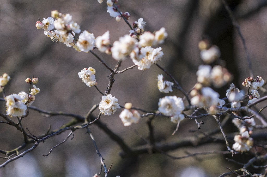 蜡梅 金梅 腊梅 蜡花 蜡梅花 蜡木 麻木紫 石凉茶 唐梅 香梅 植物 微距 摄影 风光 花朵 花草 白梅