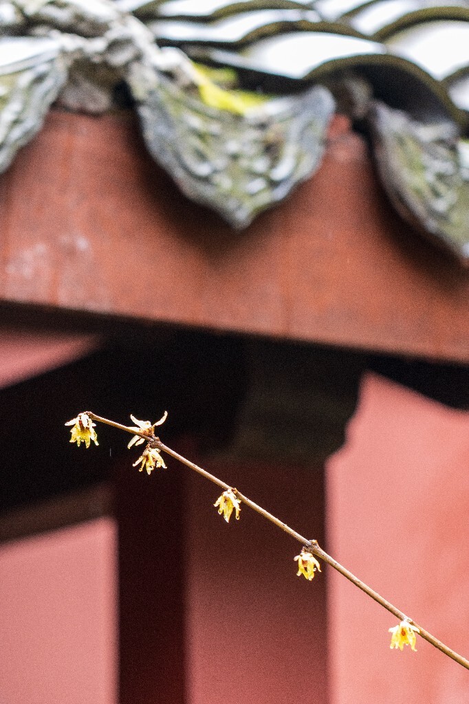 梅花 腊梅 风光 摄影  自然  植物 微距 旅行  建筑 钱王祠