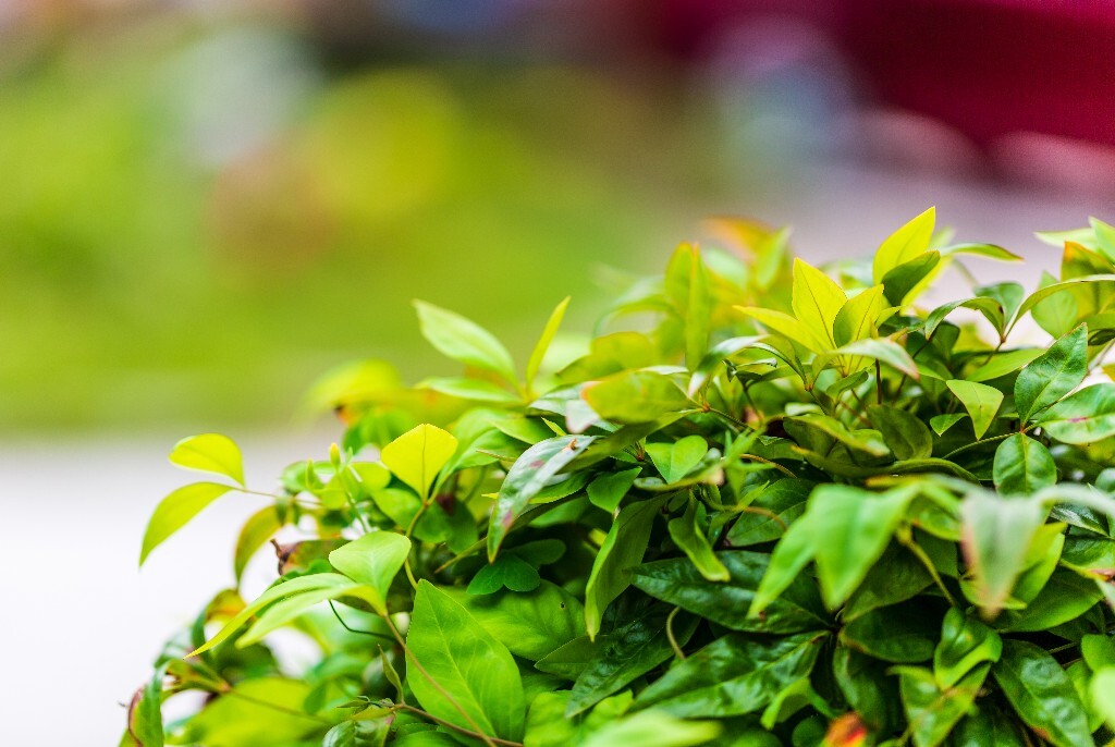 叶子 植物 花草 摄影 风光 自然 自然风光 色彩 春天 色彩