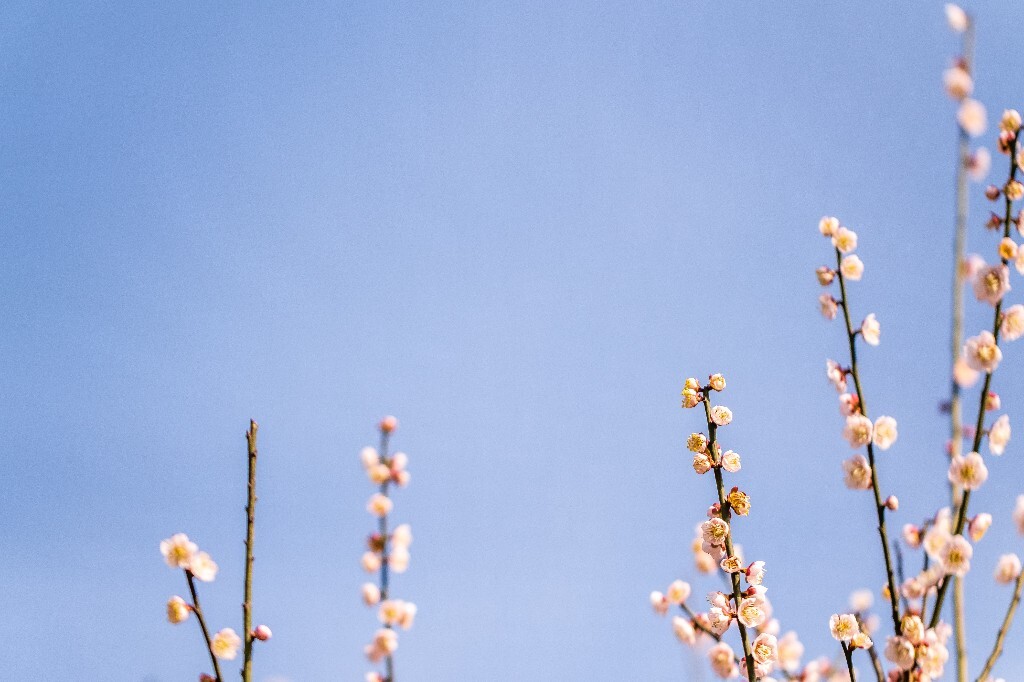 梅 梅花 植物 风光 花卉 花朵 花儿 摄影 旅行 赏花