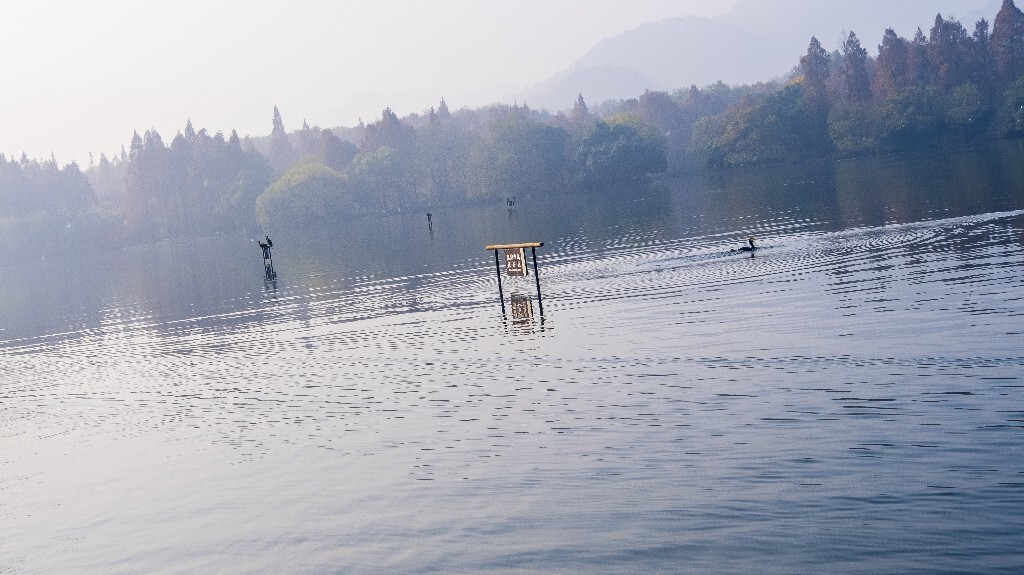 水鸟 西湖风光 自然风景 西湖 旅行 鸟儿 城市风光 杭州西湖