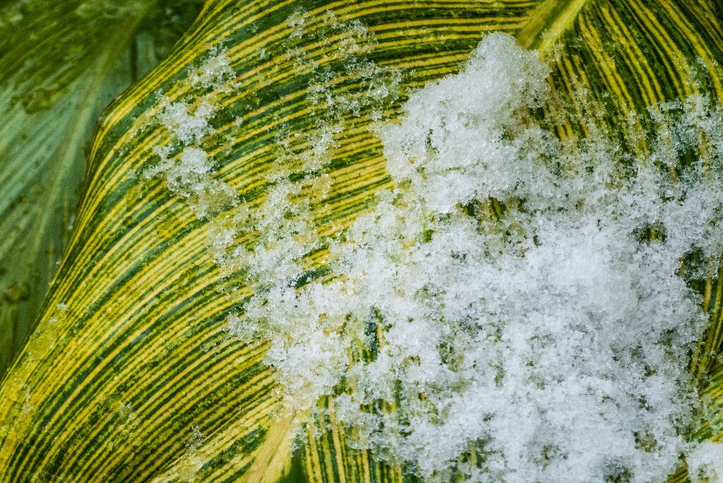 雪景 风光 自然 铁树 铁树上的雪 叶子上的雪 自然风光
