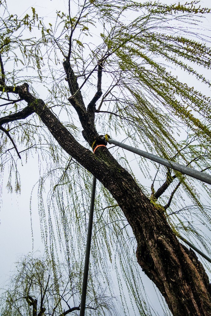 柳树 西湖柳树 风光 摄影 自然 西湖风光 环境 旅行 植物 柳叶