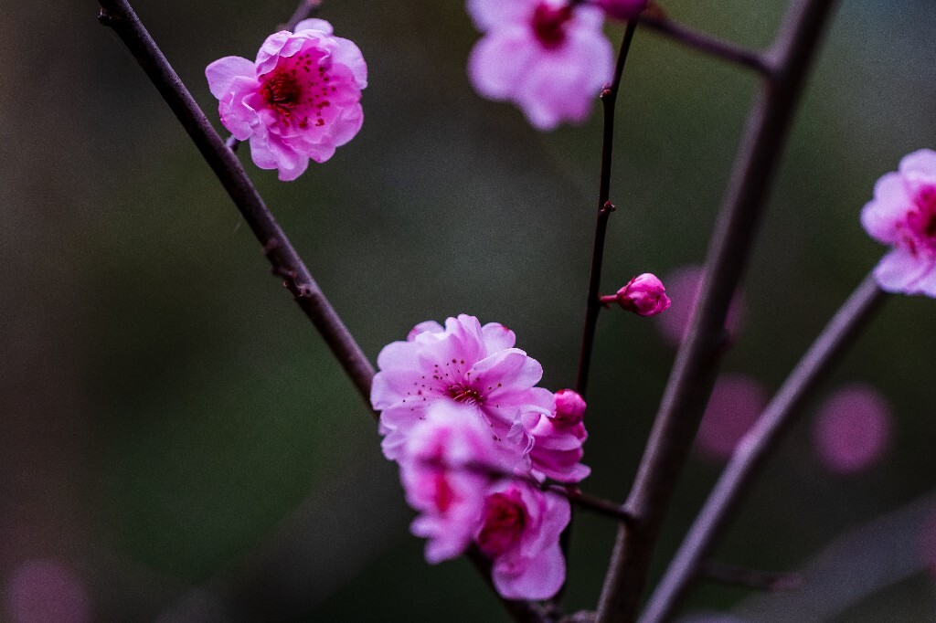 桃花 植物 花朵 花儿 风光 微距 摄影 自然风光 盛开的桃花