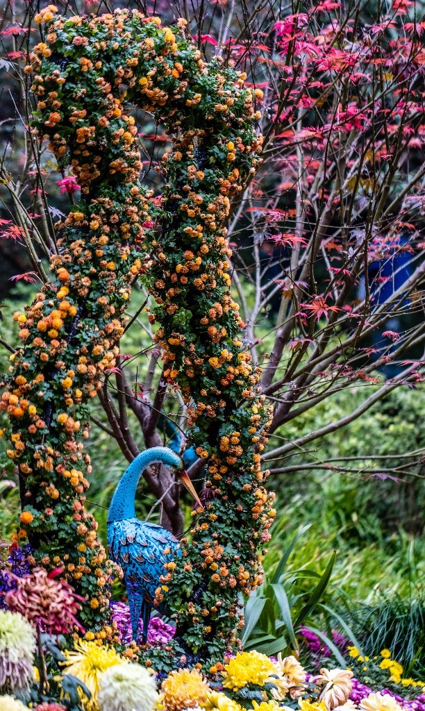 菊花 寿客 金英 黄华 秋菊 陶菊 日精 女华 延年 隐逸花 家菊 花儿 盛开的菊花