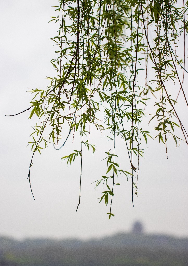 植物 风光 西湖柳树 西湖风光 自然 环境 西湖之春 自然 鸳鸯 自然 西湖春天