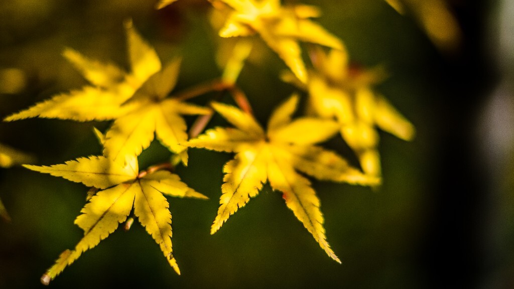植物 摄影 光 叶子 枫叶 风光摄影 旅行 自然