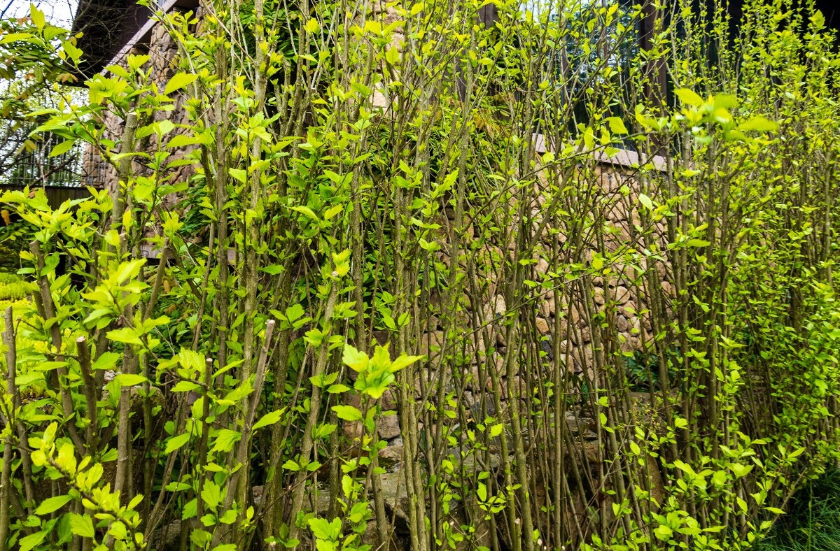 建筑 摄影 风光 房子 图片 素材  植物 围栏
