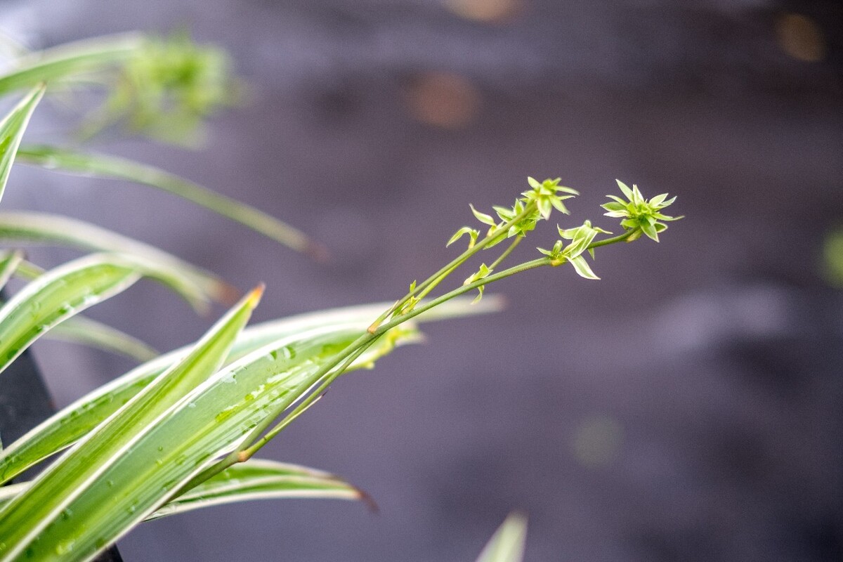 植物 花朵 摄影 风光 花儿 花 叶子