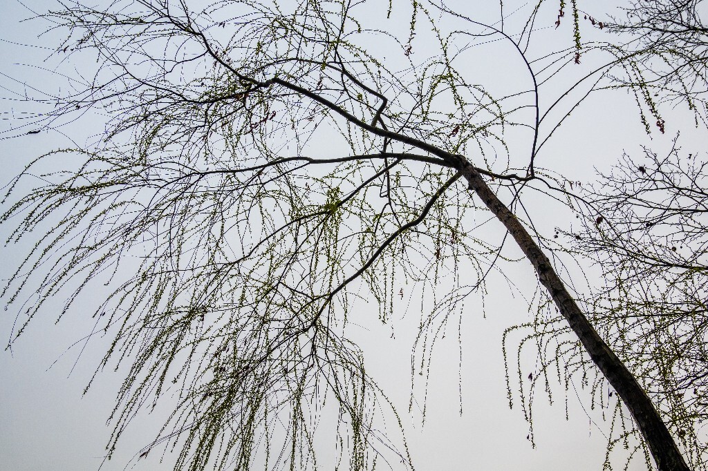 西湖柳树 风光 自然 植物 柳树