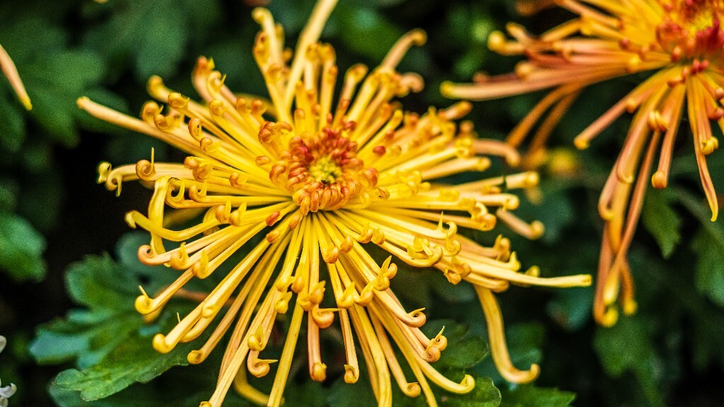 菊花 寿客 金英 黄华 秋菊 陶菊 日精 女华 延年 隐逸花 家菊 花儿 盛开的菊花