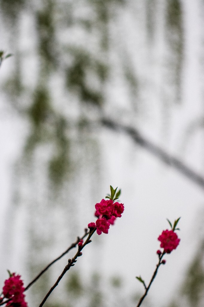 桃花 西湖桃花 西湖风光 自然 色彩 春天 西湖之春 花朵 花儿 桃红柳绿