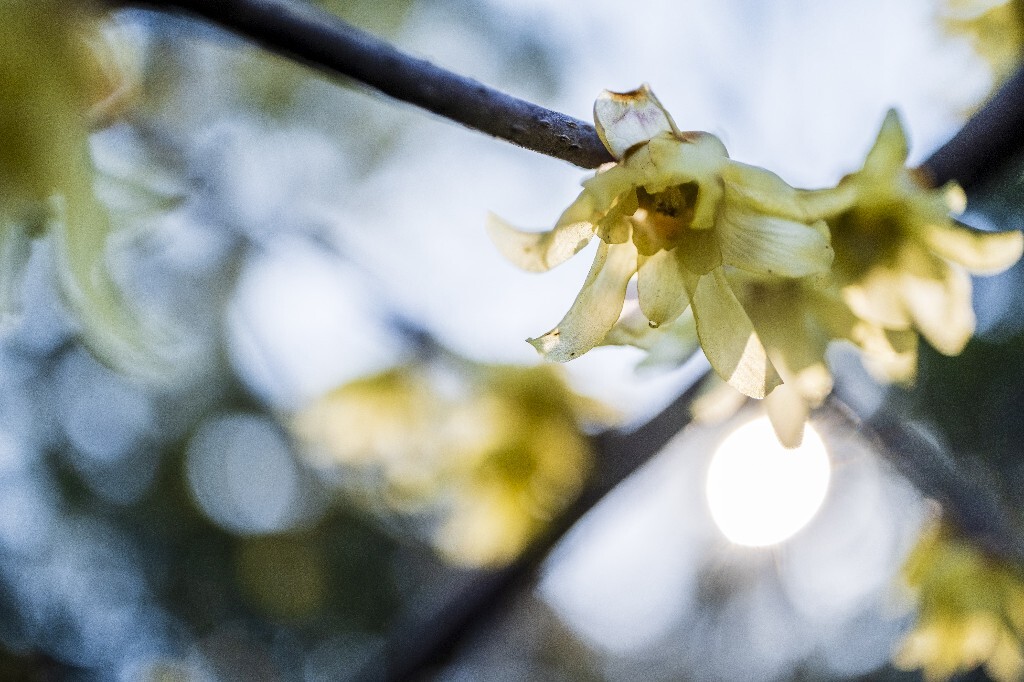 腊梅 梅花 特写 风光 自然 花朵 花草 特写 微距 阳光 天空 金梅 腊梅 蜡花 蜡梅花 蜡木 麻木紫 石凉茶 唐梅 香梅