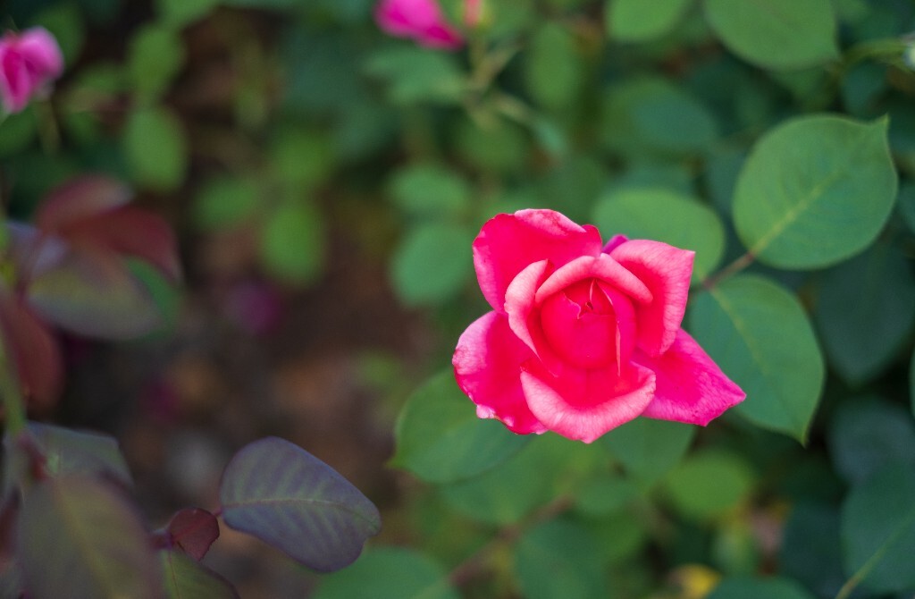 月季 摄影 风光 花儿  花中皇后 月月红 月月花 长春花 四季花 胜春 植物 花朵  