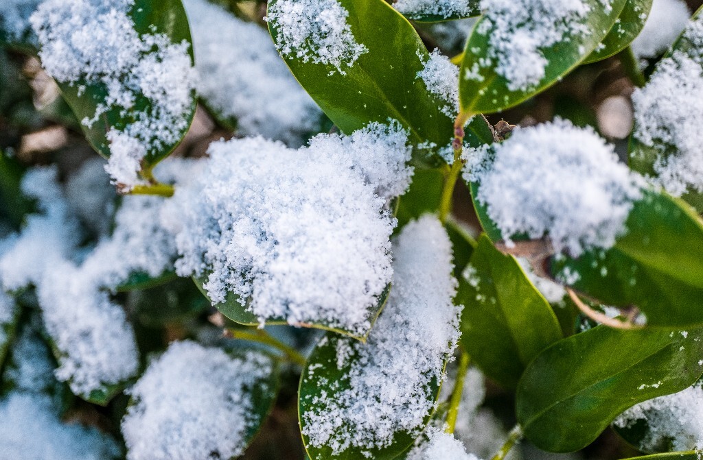 雪 雪景 自然 风光 环境 摄影 白雪 雪花 2024的第一场雪 树叶上的雪