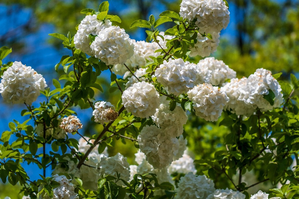 八仙花 粉团花 草绣球 紫绣球 紫阳花 绣球 木绣球 山绣球 摄影 植物 风光 摄影