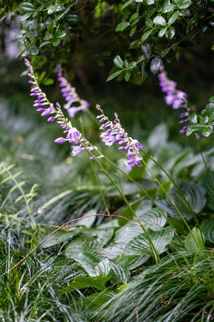 紫玉簪 紫萼 花朵 花儿 摄影 风光 自然