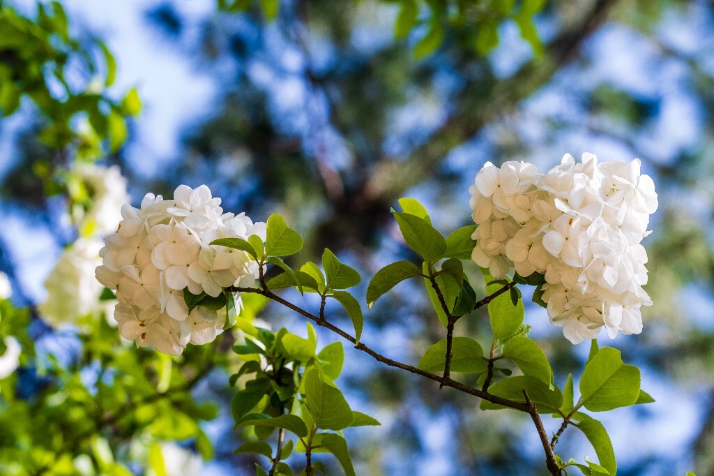 八仙花 粉团花 草绣球 紫绣球 紫阳花 绣球 木绣球 山绣球 摄影 植物 风光 摄影