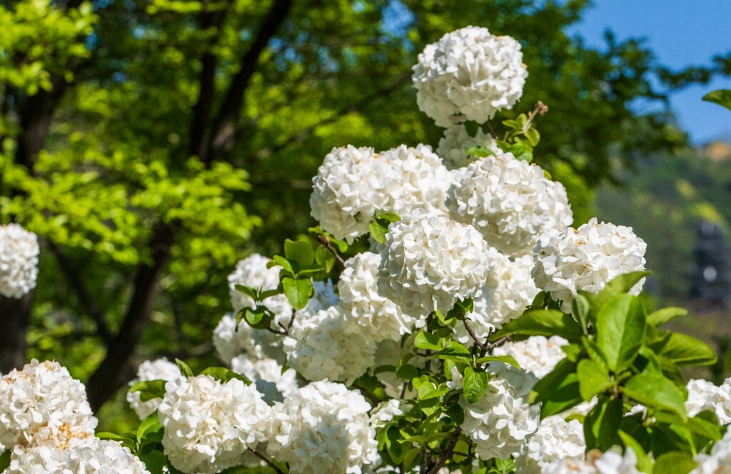 八仙花 粉团花 草绣球 紫绣球 紫阳花 绣球 木绣球 植物 摄影 风光 花朵 花儿 绣球花