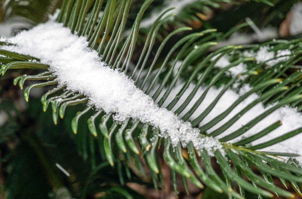 雪景 风光 自然 铁树 铁树上的雪 叶子上的雪 自然风光