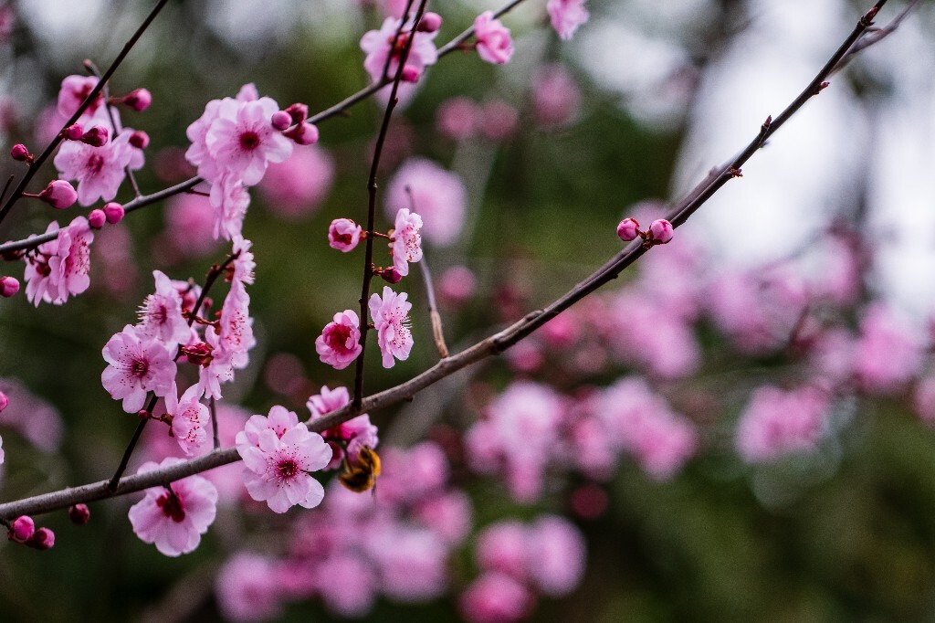 桃花 植物 花朵 花儿 风光 微距 摄影 自然风光 盛开的桃花