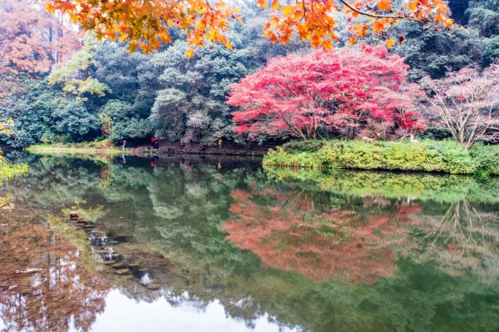 枫叶 植物 叶子 摄影 风光 自然 旅行 九溪 九溪烟树 图片素材