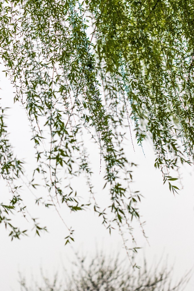 植物 风光 西湖柳树 西湖风光 自然 环境 西湖之春 自然 鸳鸯 自然