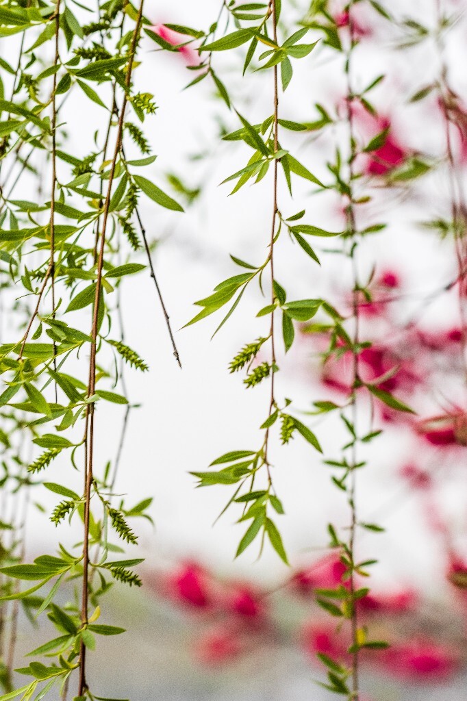 西湖桃花 桃花 自然 微距 风光 色彩 西湖之春 春天 桃红柳绿 西湖三月天