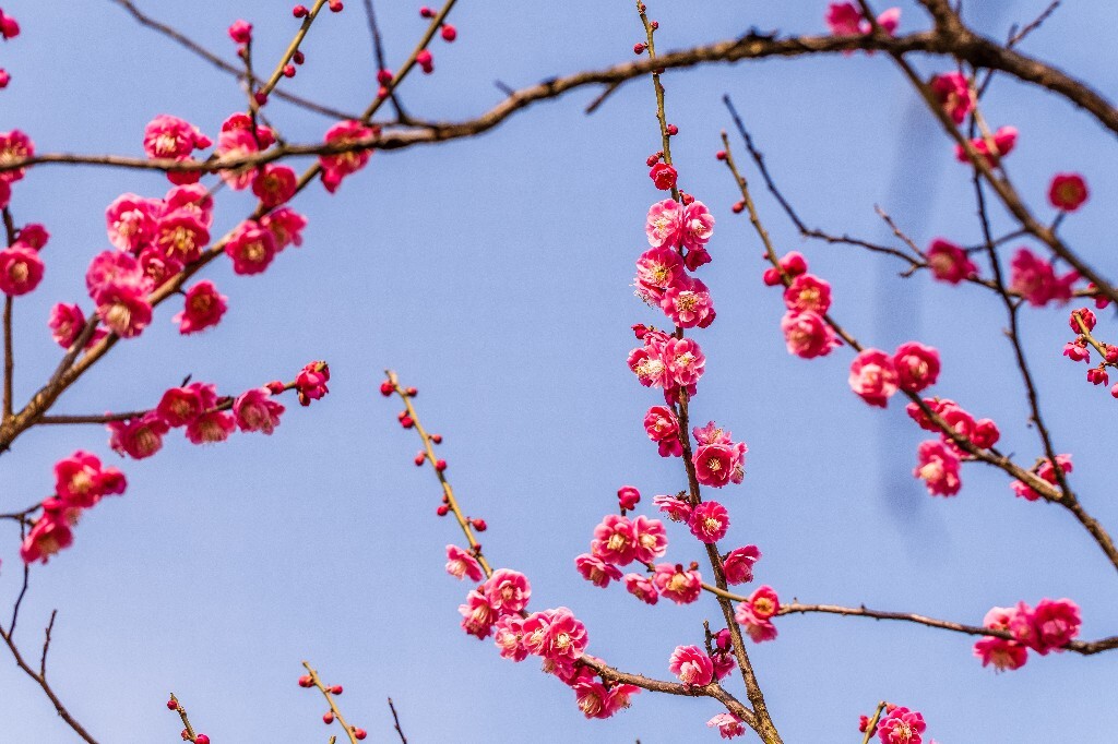 梅花 红色的梅花 梅 图片 摄影 风光 花卉 花朵 旅游 花