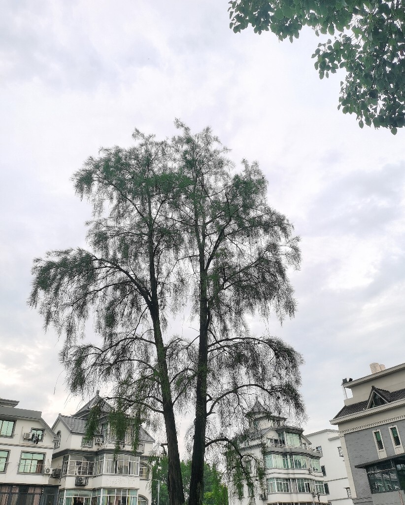 树 建筑 摄影 自然 风光 旅行 