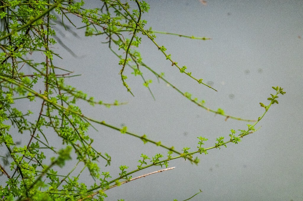 植物 摄影 风光 自然 自然风光 旅行