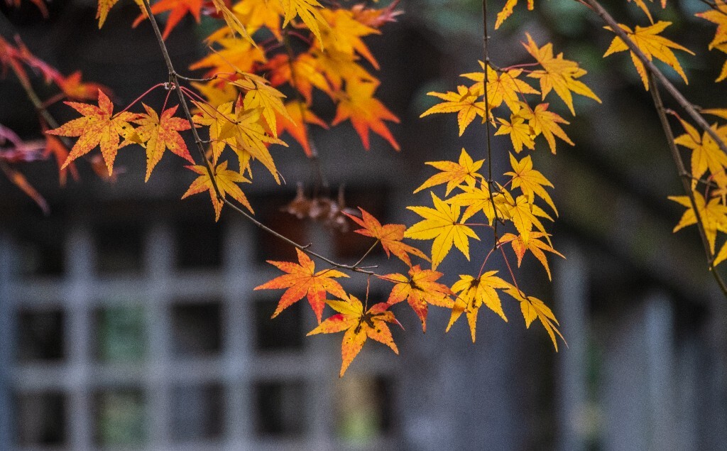 枫叶 植物 叶子 摄影 风光 自然 旅行 九溪 九溪烟树 图片素材