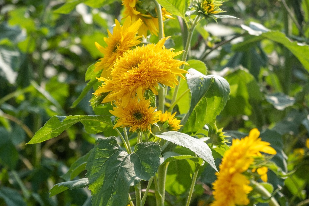葵花 向阳花 望日葵 朝阳花 转日莲 向日葵 花朵 植物 花儿