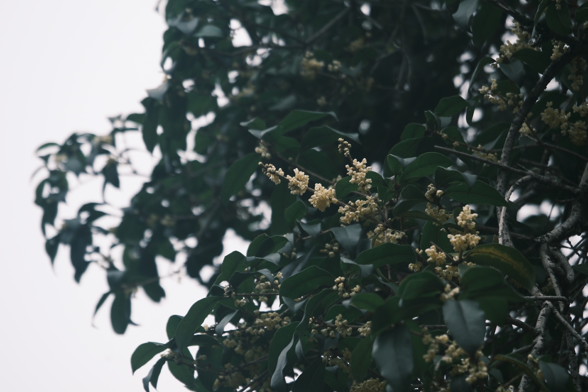 桂花 富士直出 风光 花朵花卉 风光摄影  桂花摄影 满觉陇