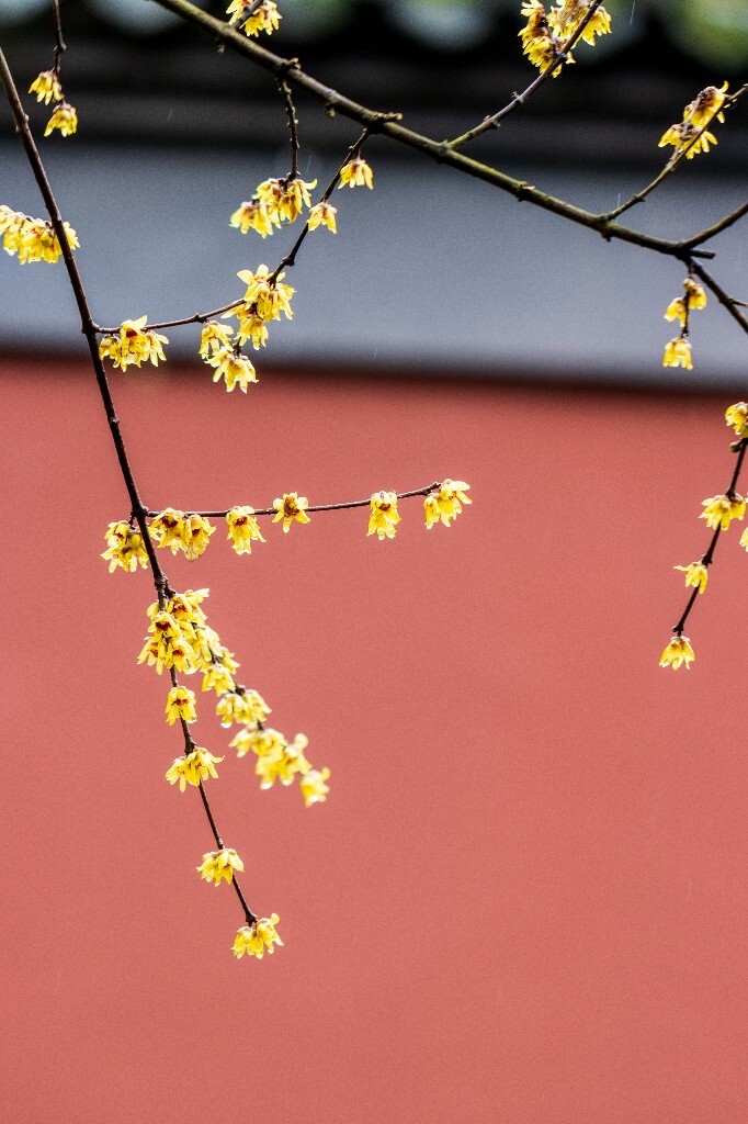梅花 腊梅 风光 摄影 自然 植物 微距 旅行 建筑 钱王祠