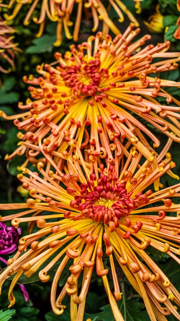 菊花 寿客 金英 黄华 秋菊 陶菊 日精 女华 延年 隐逸花 家菊 花儿 盛开的菊花
