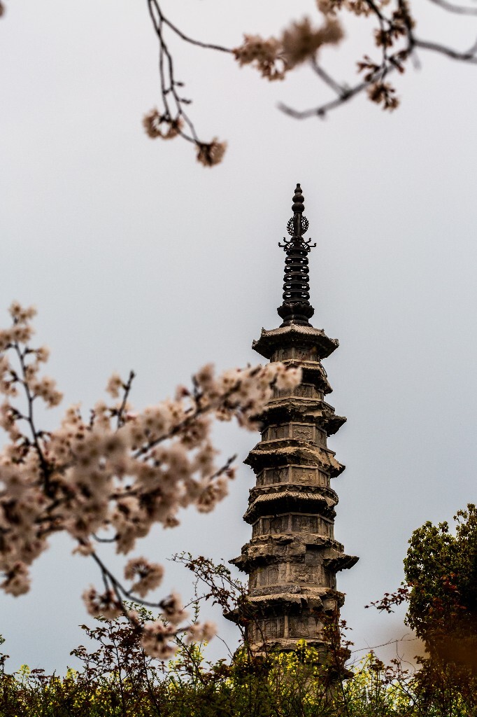 白塔 樱花 建筑 风光 摄影 花 植物